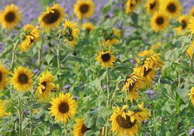 英文励志名人名言(合集84句) 英文励志名人名言(合集84句)