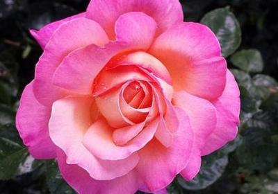 篮球名人名言(汇总100句) 篮球名人名言(汇总100句)