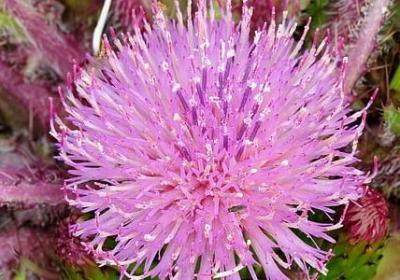 蔡元培的名言(通用10句) 蔡元培的名言(通用10句)