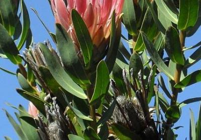 重阳节的名言(实用50句) 重阳节的名言(实用50句)