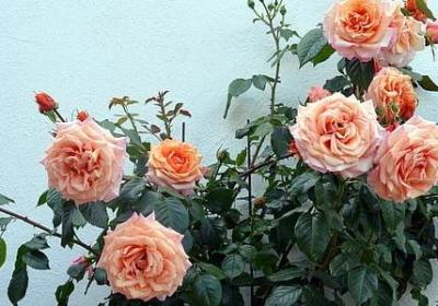 遇到困难的名言(通用10句)