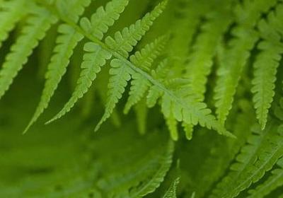 高尔基的名言警句(优选70句)