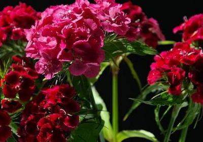 荀子的名言名句(共119句) 荀子的名言名句(共119句)