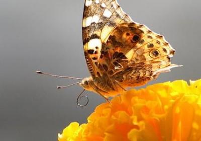 礼仪的名人名言(推荐40句) 礼仪的名人名言(推荐40句)