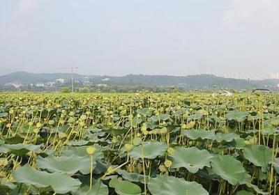 老师的心声语录(20句)