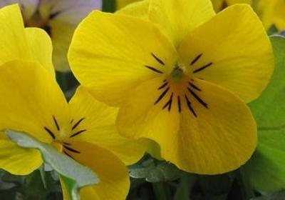 苦中作乐的名言(必备80句)