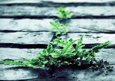 计划的名人名言(60句) 计划的名人名言(60句)