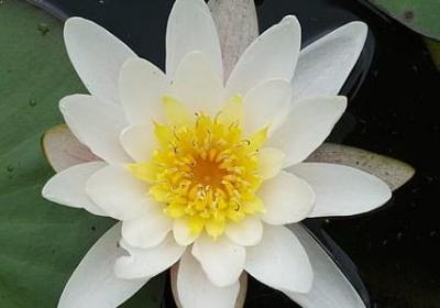 郑成功的名言(推荐100句) 郑成功的名言(推荐100句)