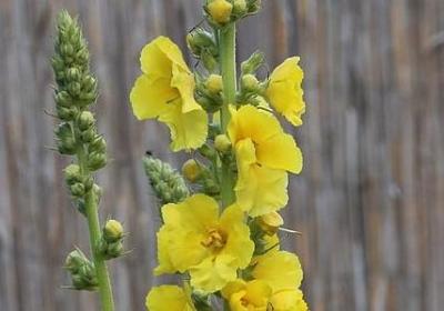 莎士比亚的名言警句(热门40句)