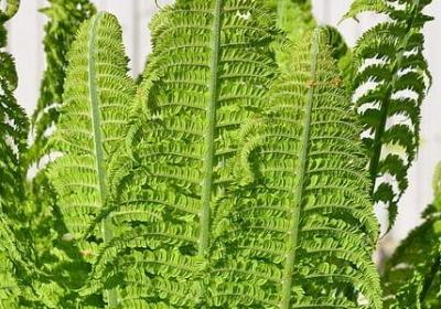 芥川龙之介名言(优选10句)