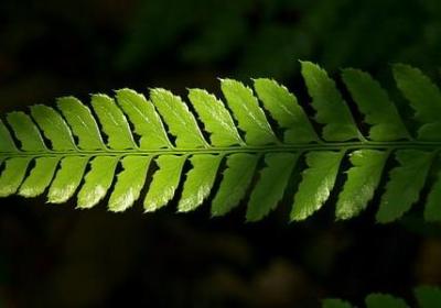 福尔摩斯名言(热门20句) 福尔摩斯名言(热门20句)