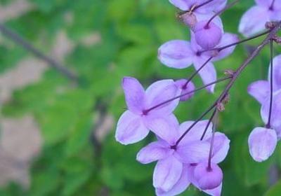 苏东坡名言名句(通用41句) 苏东坡名言名句(通用41句)