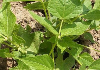 精神家园的名言(合集0句)