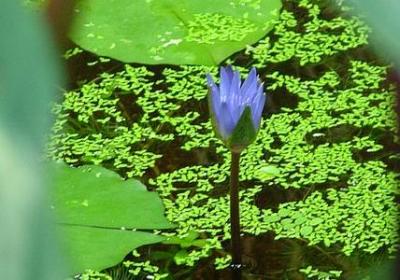 英语名言爱情(实用20句) 英语名言爱情(实用20句)