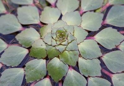 花未眠经典语录(优选60句)