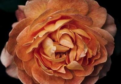 自信的名言英语(必备35句) 自信的名言英语(必备35句)