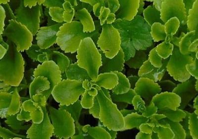 粗心大意的名言(必备80句) 粗心大意的名言(必备80句)