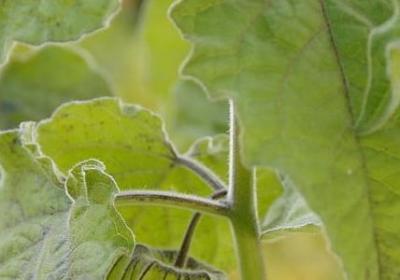 达芬奇的名言(汇总30句) 达芬奇的名言(汇总30句)