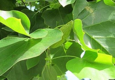 道德有关的名言(优选50句) 道德有关的名言(优选50句)