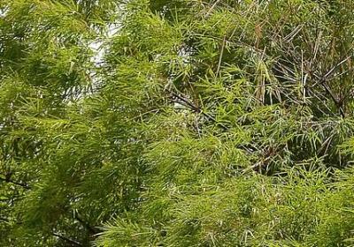 蕅益大师语录(合集80句)