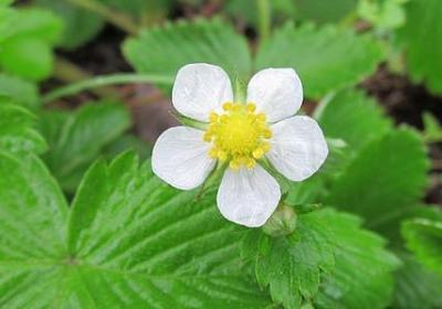 论语名人名言(72句) 论语名人名言(72句)