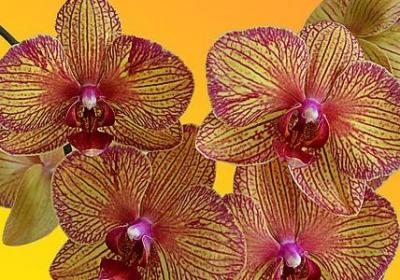 语文名人名言(合集100句)