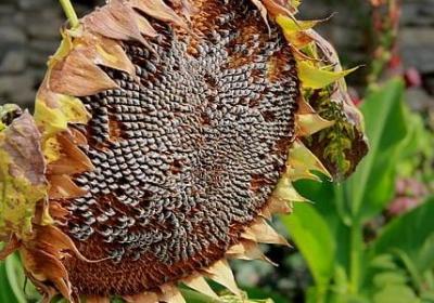 积少成多的名言(共20句) 积少成多的名言(共20句)