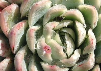 舌尖上的中国语录(必备11句)