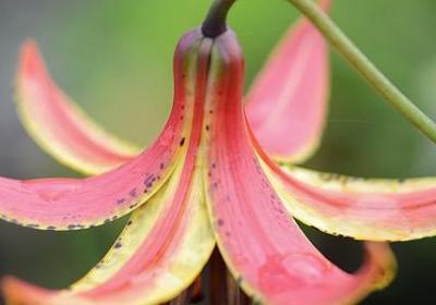 祝福老师的名言(合集50句)