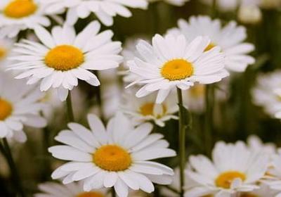 竞争 名言(热门20句)