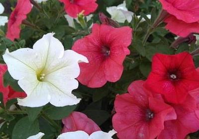 英语经典名言(热门100句) 英语经典名言(热门100句)