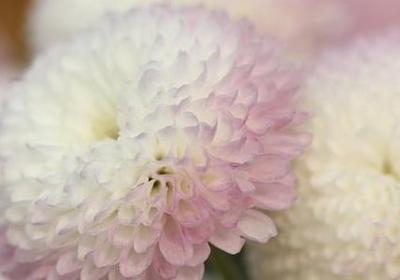 芈月传经典语录(优选30句)