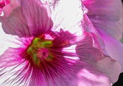 赞美母亲的名人名言(合集79句) 赞美母亲的名人名言(合集79句)