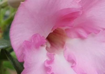 赞美教师的名言(共40句) 赞美教师的名言(共40句)