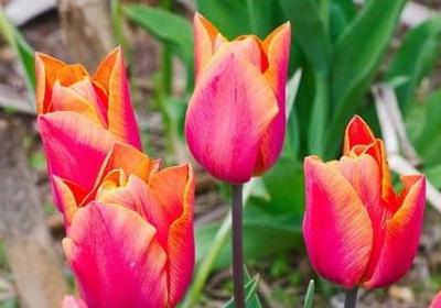 西游记的名言警句(合集60句) 西游记的名言警句(合集60句)