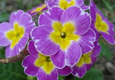 赞美老师的名言(汇总80句) 赞美老师的名言(汇总80句)