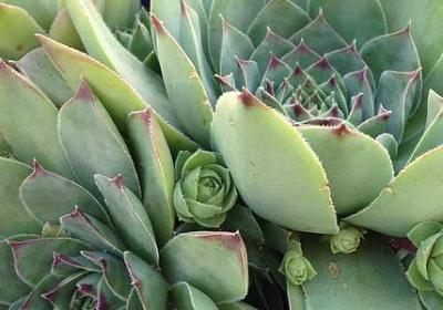 追求自由的名言(共100句)