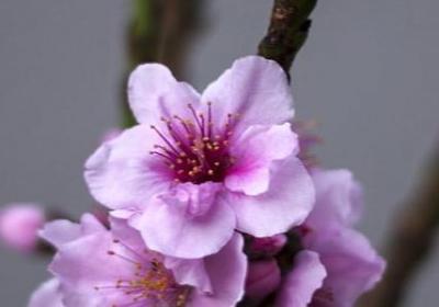 花千骨的经典语录(实用100句)