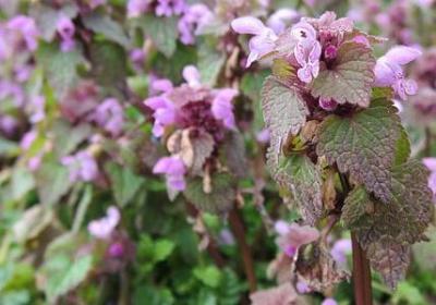 简短的名言警句(优选96句)