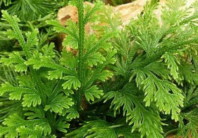 节约水的名言(合集59句) 节约水的名言(合集59句)