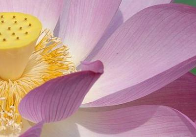 纪伯伦的名言(通用10句) 纪伯伦的名言(通用10句)