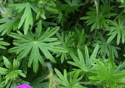 自我救赎的语录(实用20句)