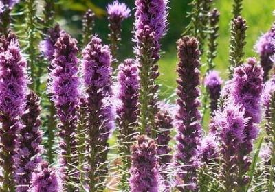 诸葛亮 名言(共98句)