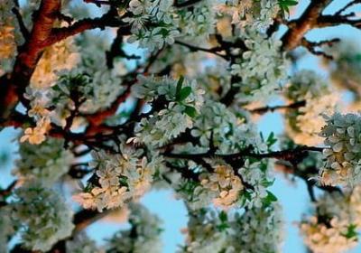 诸葛亮的名言警句(合集70句)