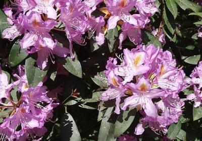 表示感恩的名言(合集80句) 表示感恩的名言(合集80句)