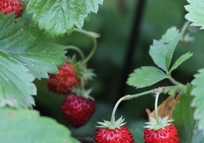 稻草人名人名言(合集20句)