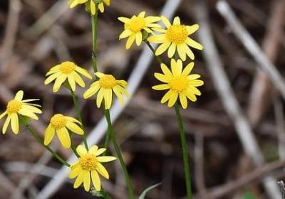 英语名人名言带翻译(优选50句) 英语名人名言带翻译(优选50句)