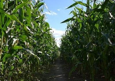 英语名言名句带翻译(通用70句) 英语名言名句带翻译(通用70句)