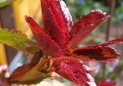 自律名言警句(通用50句) 自律名言警句(通用50句)