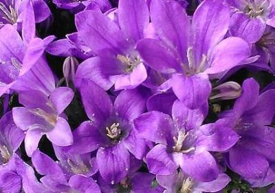 米开朗琪罗名言(优选20句) 米开朗琪罗名言(优选20句)